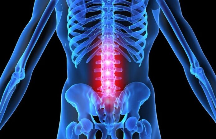 Bone fiber of the lumbar