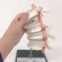lumbar spine model
